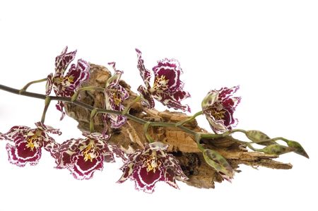 oriental orchidの写真素材