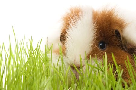 guinea pig isolated on the white background