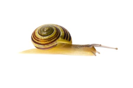Snail on the white backgroundの写真素材