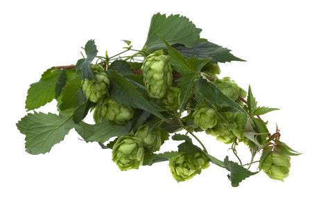 Detail of hop cone and leaves on white background