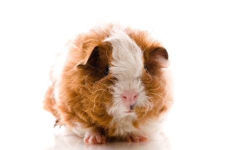 baby guinea pig. texel. isolated on the white の写真素材