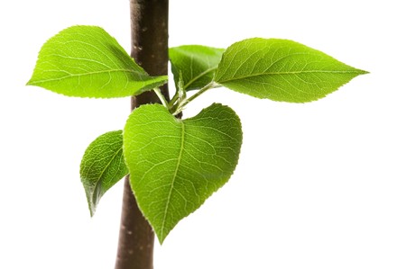 Tree branch with leaves isolated on white の写真素材