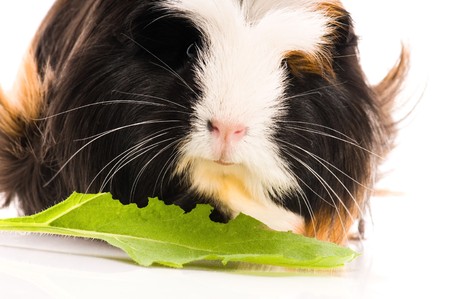 guinea pig isolated on the white background. coronetの写真素材
