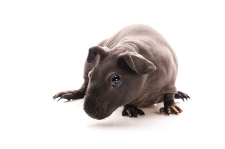 skinny guinea pig isolated on the white backgroundの写真素材