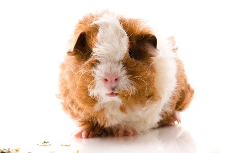 baby guinea pig isolated on the whiteの写真素材