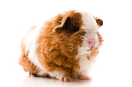 baby guinea pig isolated on the whiteの写真素材