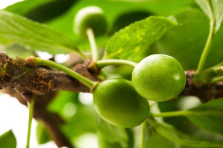 growing green plums isolated on the whiteの写真素材