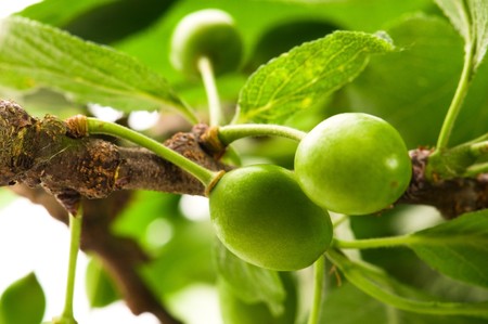growing green plums isolated on the whiteの写真素材