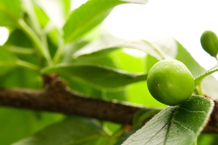 growing green plums isolated on the white