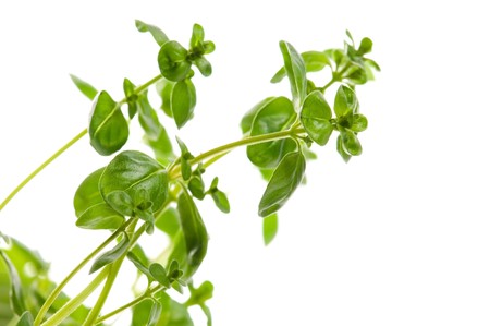 Fresh leafs of thyme herbs on a white background の写真素材