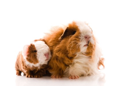 guinea pigs. texel. isolated on the whiteの写真素材