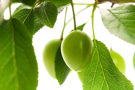 growing green plums isolated on the whiteの写真素材