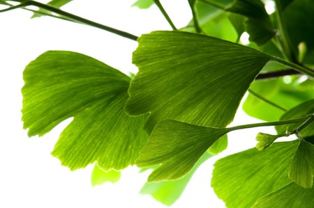 Ginkgo biloba green leaf isolated on white background の写真素材