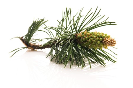 pine branch isolated on the white background の写真素材