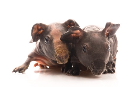skinny guinea pigs の写真素材