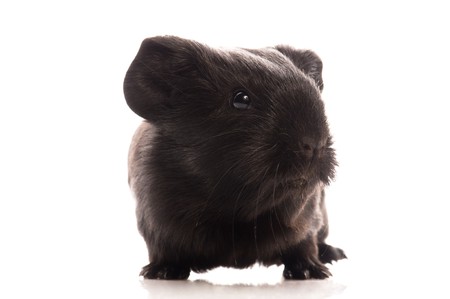 baby guinea pig の写真素材