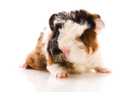baby guinea pig isolated on the whitebaby guinea pig isolated on the whiteの写真素材