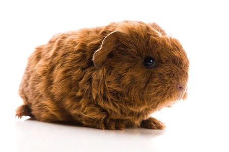 baby guinea pig isolated on the whiteの写真素材