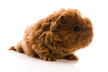 baby guinea pig の写真素材