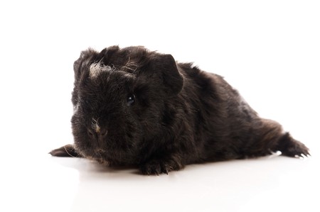 baby guinea pig の写真素材