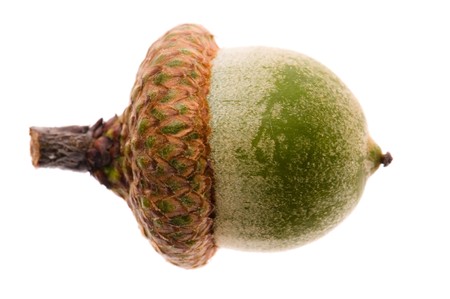 Acorn isolated on white の写真素材