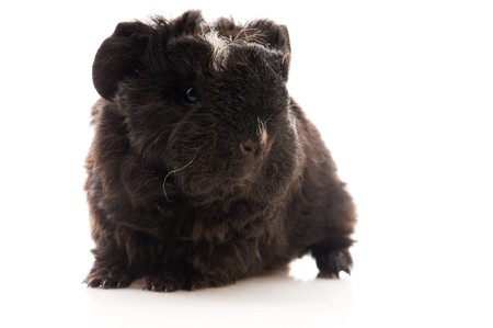 baby guinea pig. texel. isolated on the white の写真素材