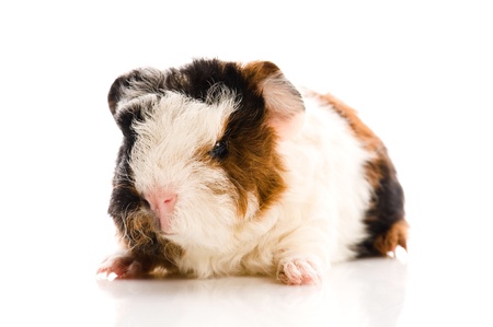 baby guinea pigの写真素材