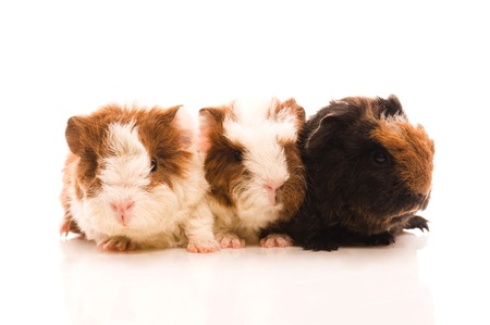 baby guinea pigsの写真素材