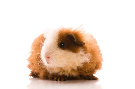 baby guinea pigの写真素材