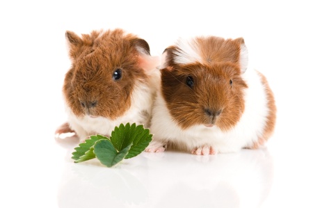 baby guinea pigの写真素材