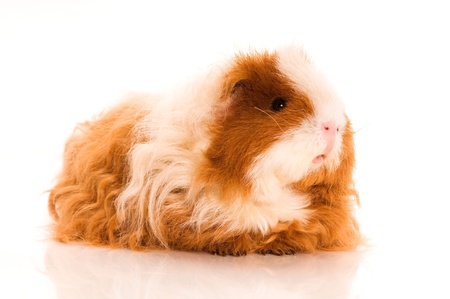 long hair guinea pig isolated on the white backgroundの写真素材