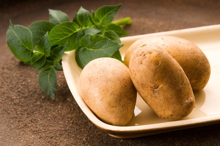 New potato and green dillの写真素材