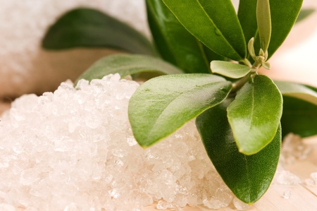 Sea Salt With Fresh Olive Branch. Spa And Wellness の写真素材