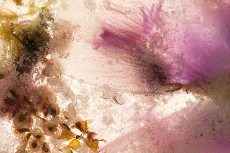 Frozen flowers. blossoms in the ice cubeの写真素材