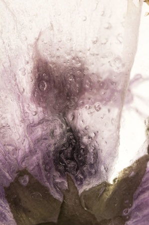 Frozen flowers. blossoms in the ice cubeの写真素材