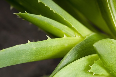 Aloe vera - herbal medicine の写真素材