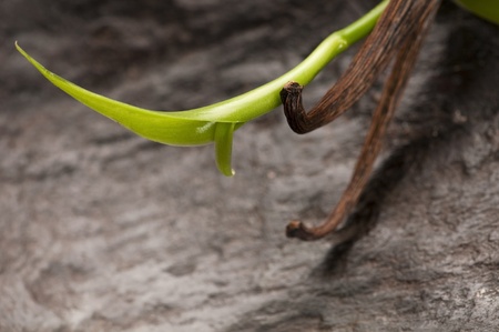 Vanilla Planifolia Vine and Dried Vanilla Pods の写真素材