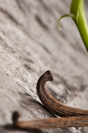 Vanilla Planifolia Vine and Dried Vanilla Pods の写真素材
