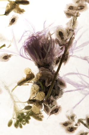 Frozen flowers. blossoms in the ice cubeの写真素材