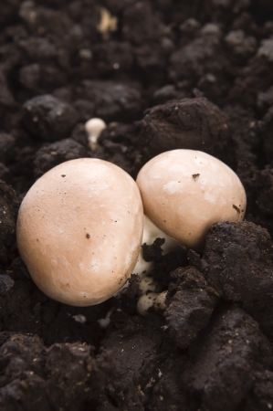 growing mushroomsの写真素材