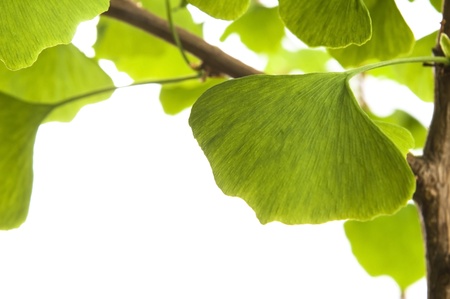 Ginkgo biloba leaf isolated on whiteの写真素材