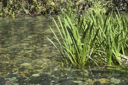 River. crystal water