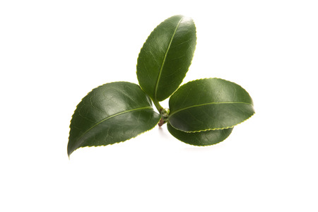 fresh tea leaves isoalted on the white backgroundの写真素材