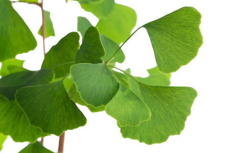Ginkgo biloba leaf isolated on white