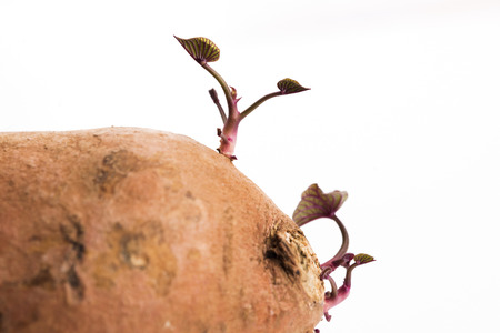 Sweet potato with sprout, white backgroundの写真素材