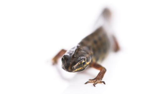 Smooth newt on white backgroundの写真素材