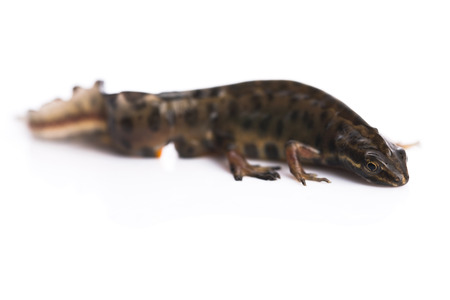 Smooth newt on white backgroundの写真素材