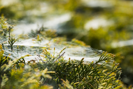 Morning cobweb