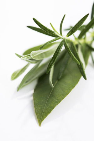 Fresh green herbs on white backgroundの写真素材