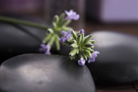 lavender spaの写真素材